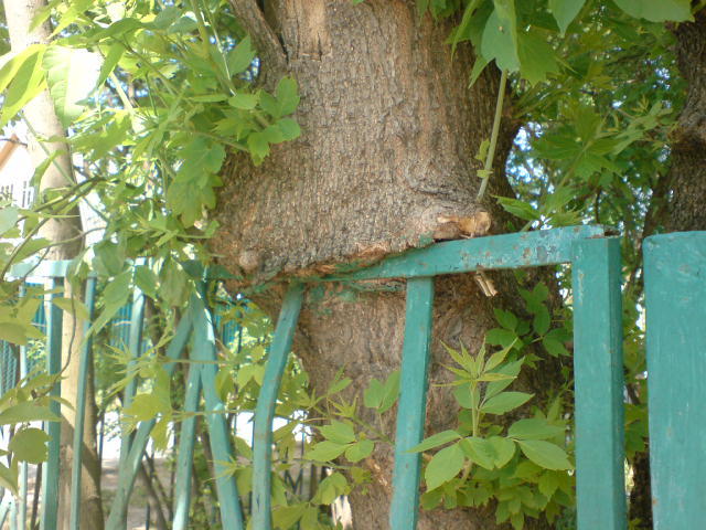 Ничего особенного, просто дерево ест стальной забор... | Пикабу