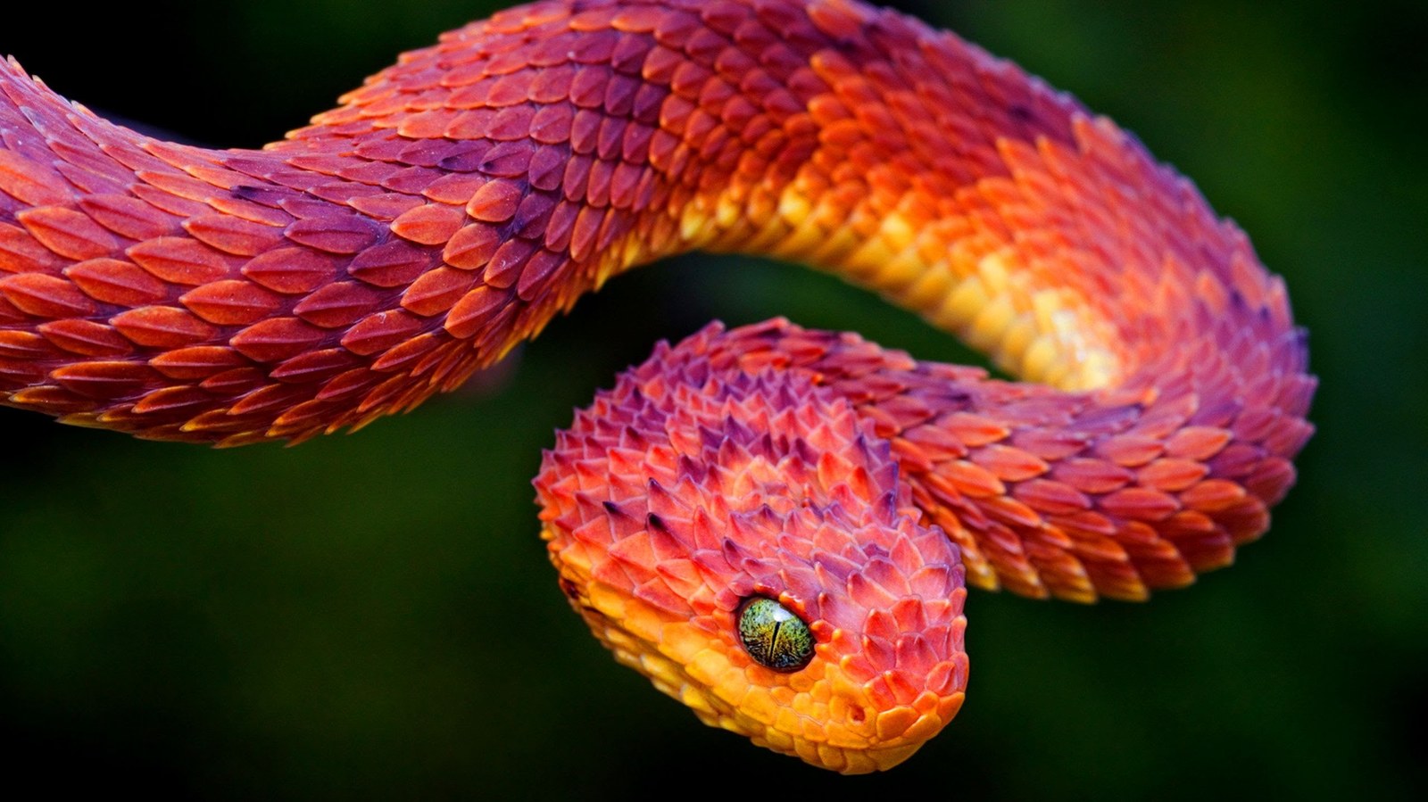 Killer beauty! - Snake, beauty, Mortally, Photo