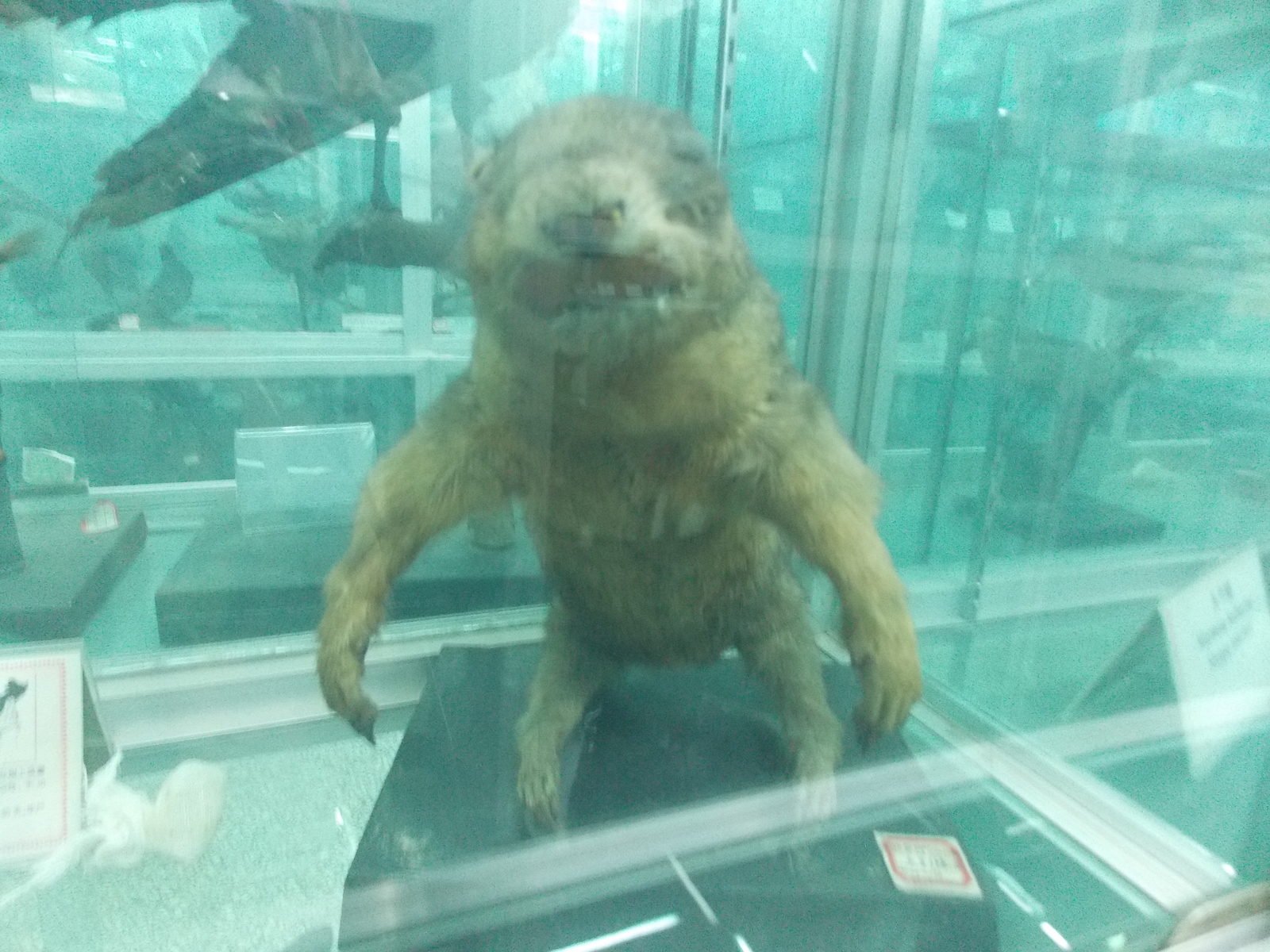 Таксидермия локального lvlа | Пикабу