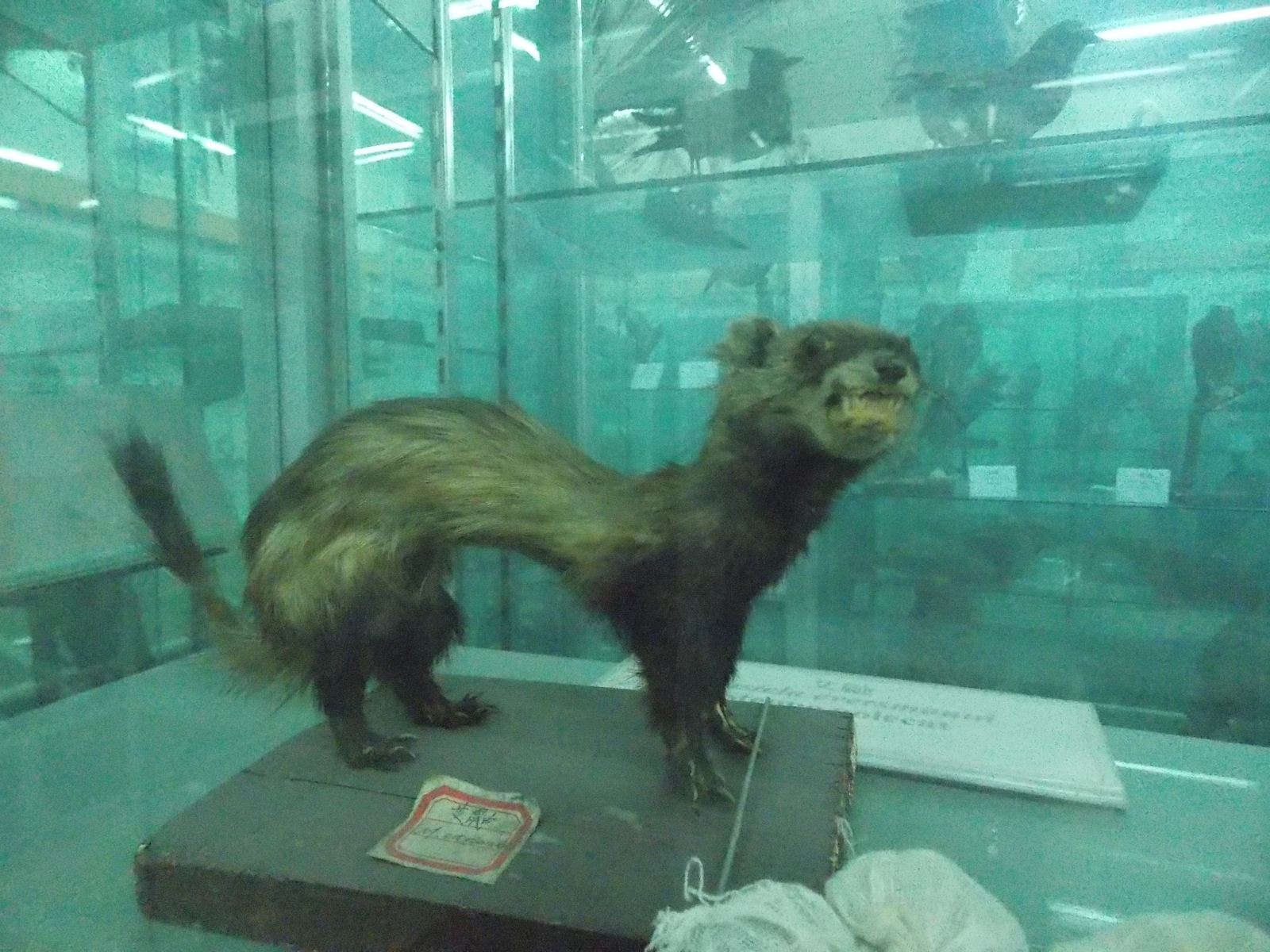 Таксидермия локального lvlа | Пикабу