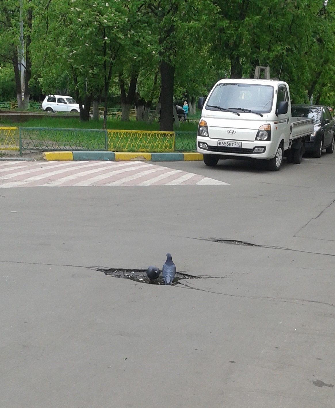 Голуби пьют воду из ямы.. (ремонт дороги был полгода назад) | Пикабу