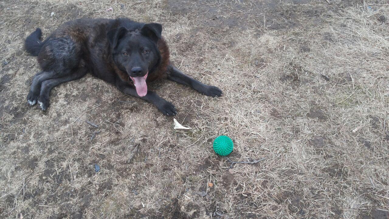 Дрессировка собак на пищевом и игровом методе. Мой опыт :) | Пикабу