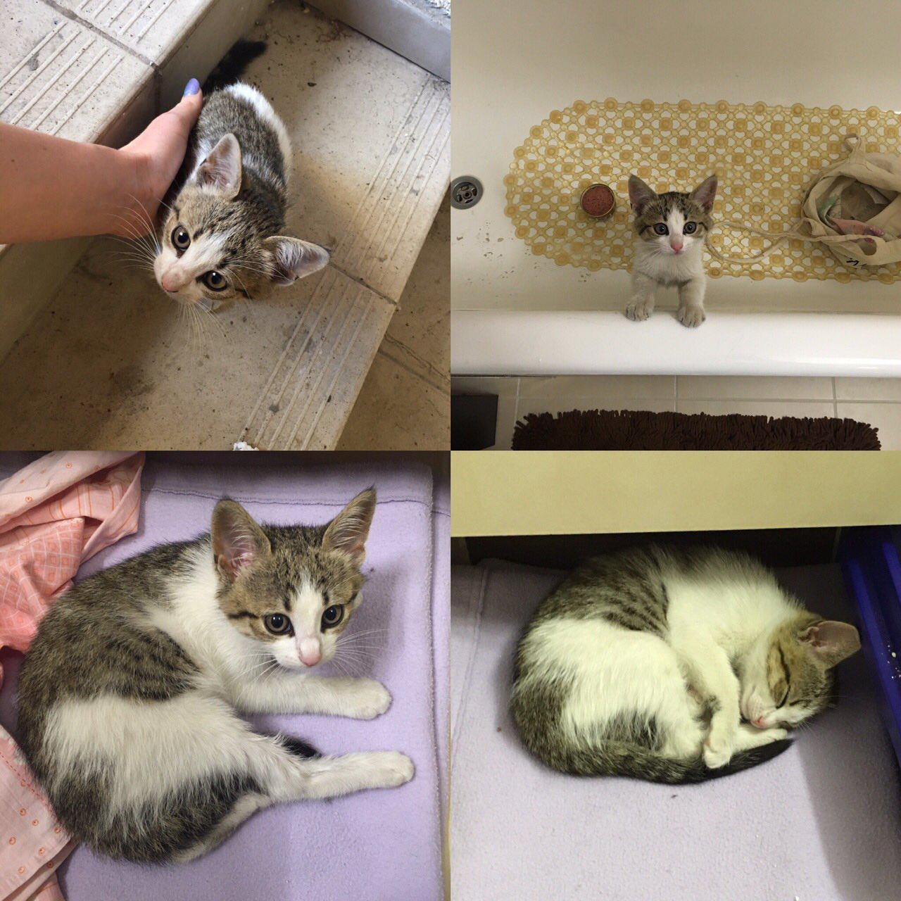 Kitten foundling in good hands Kyiv and region - My, Good league, Help, In good hands, I will give, Kiev, cat, Cat looking for a home, Helping animals