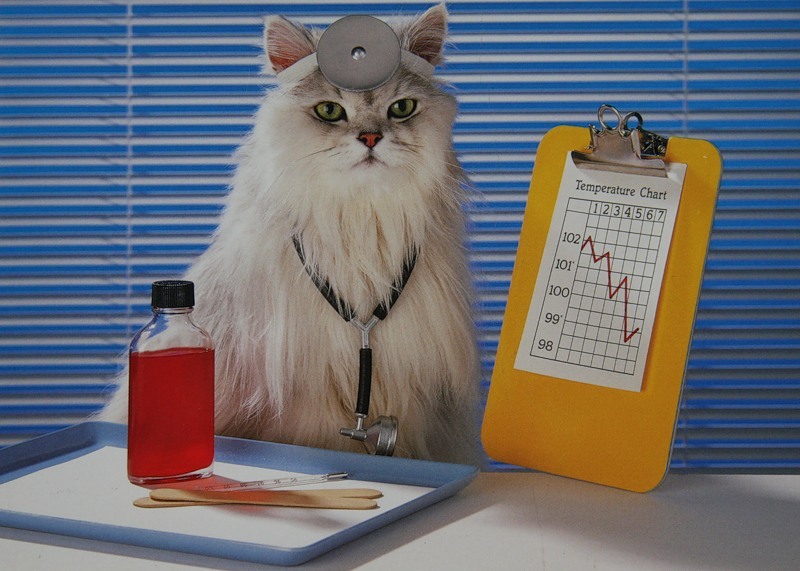 Cat therapy - cat, Doctor, , , Quackery