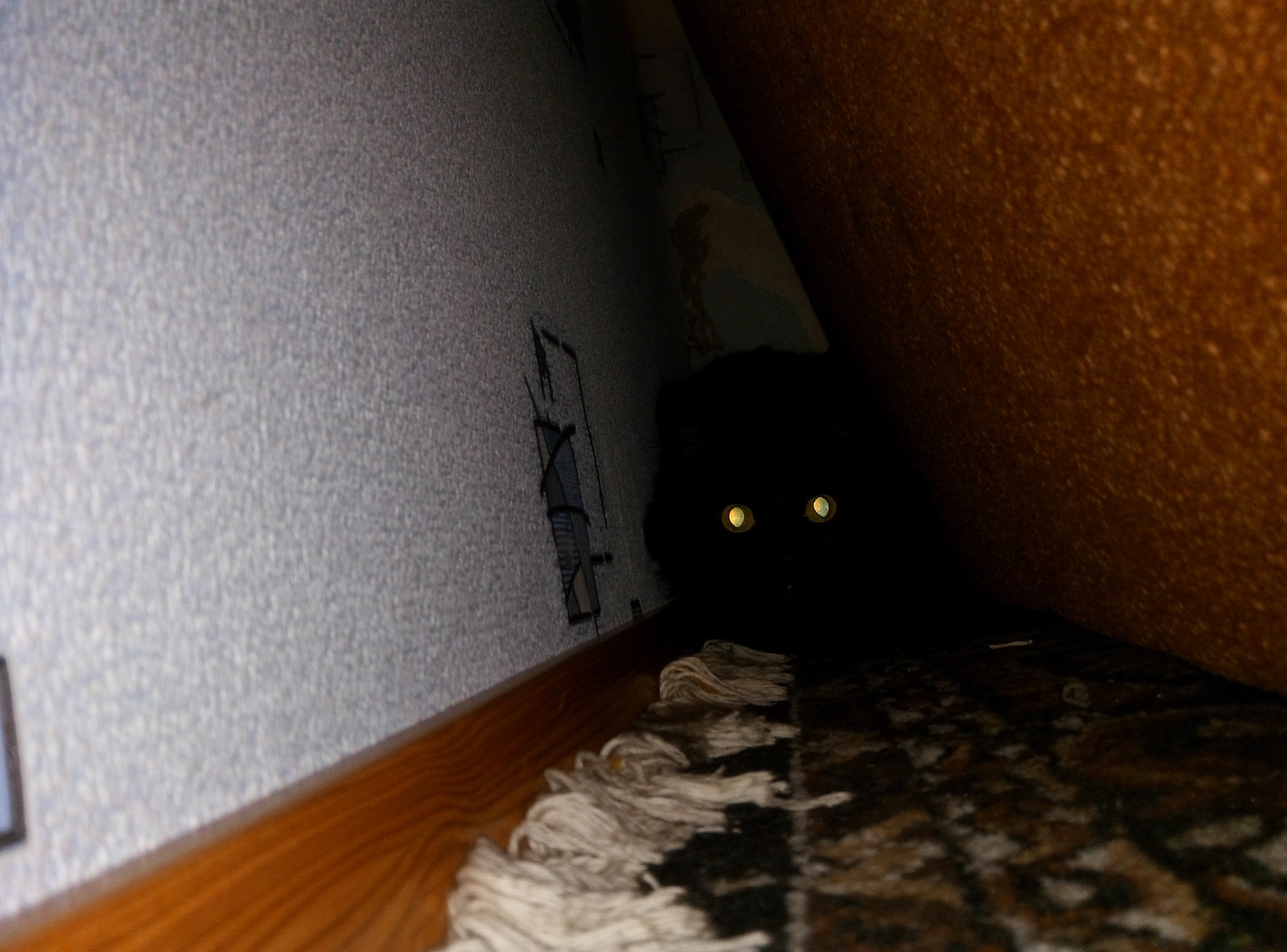 Something in the dark - My, Dark, cat