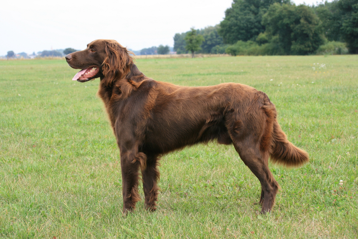 Today I will talk about the Langhaar dog breed. - My, Dog, Langhaar, Longpost, Cops, Hunting Dog