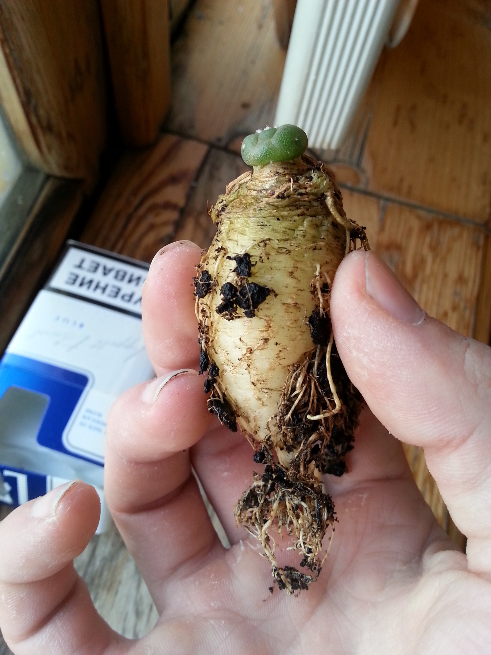 I took it out of the pot ... The tip of the iceberg - My, Cactus, The photo, Root