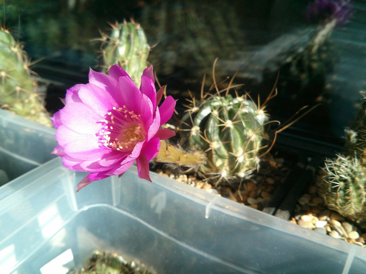 Cactus bloomed - My, Cactus, Cactus bloomed