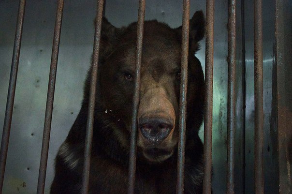 Лосиноостровский Малыш - Медведи, Помощь, Благотворительность, Москва, Длиннопост