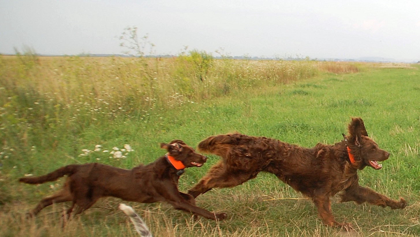 Today I will talk about the Langhaar dog breed. - My, Dog, Langhaar, Longpost, Cops, Hunting Dog