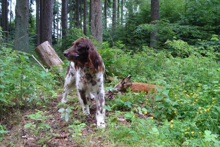 Today I will talk about the Langhaar dog breed. - My, Dog, Langhaar, Longpost, Cops, Hunting Dog