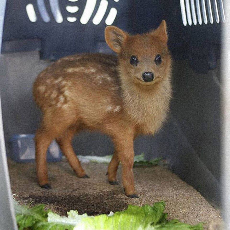 Самый маленький олень в мире | Пикабу