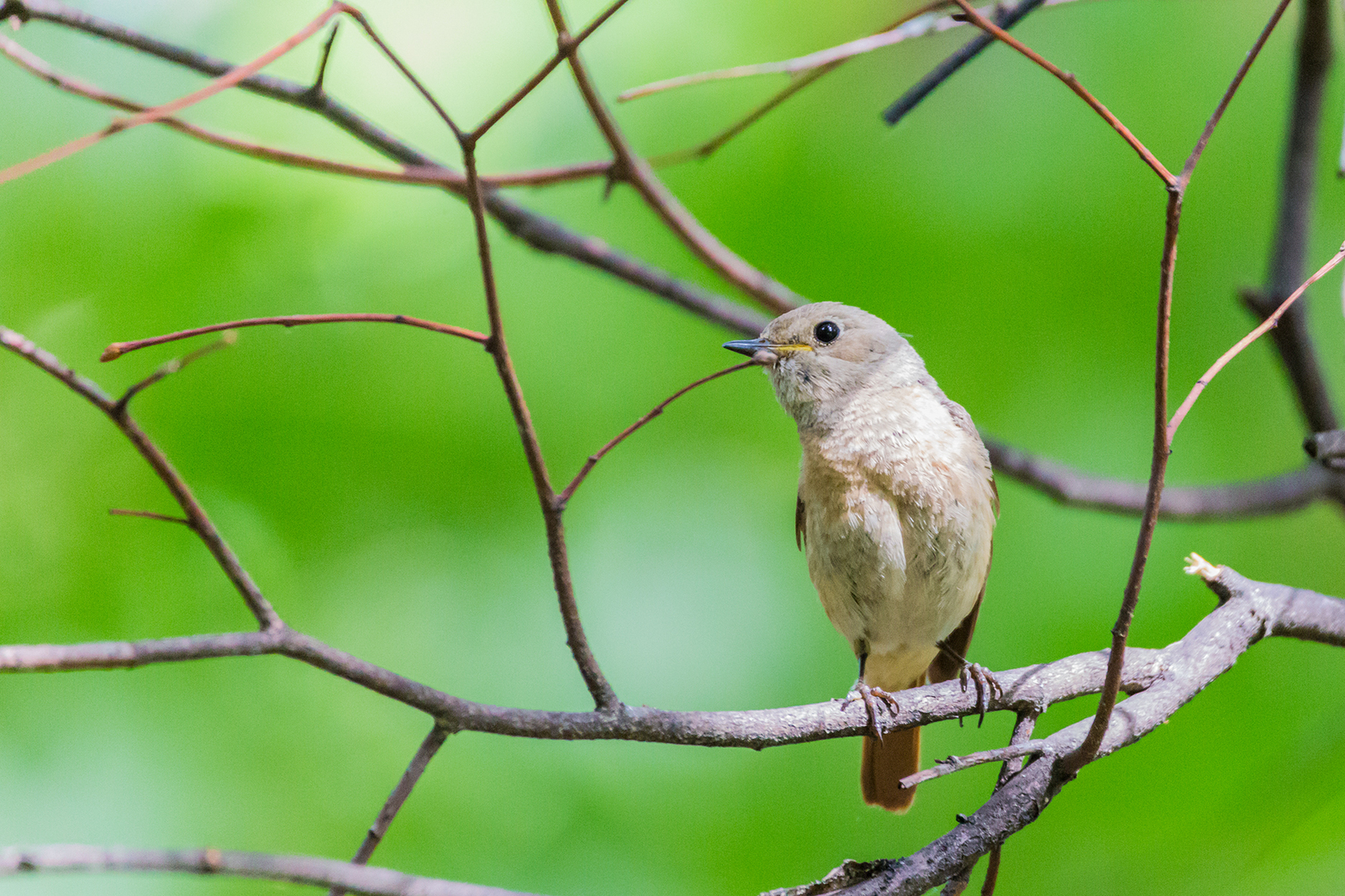 Обыкновенная горихвостка (Phoenicurus phoenicurus) | Пикабу