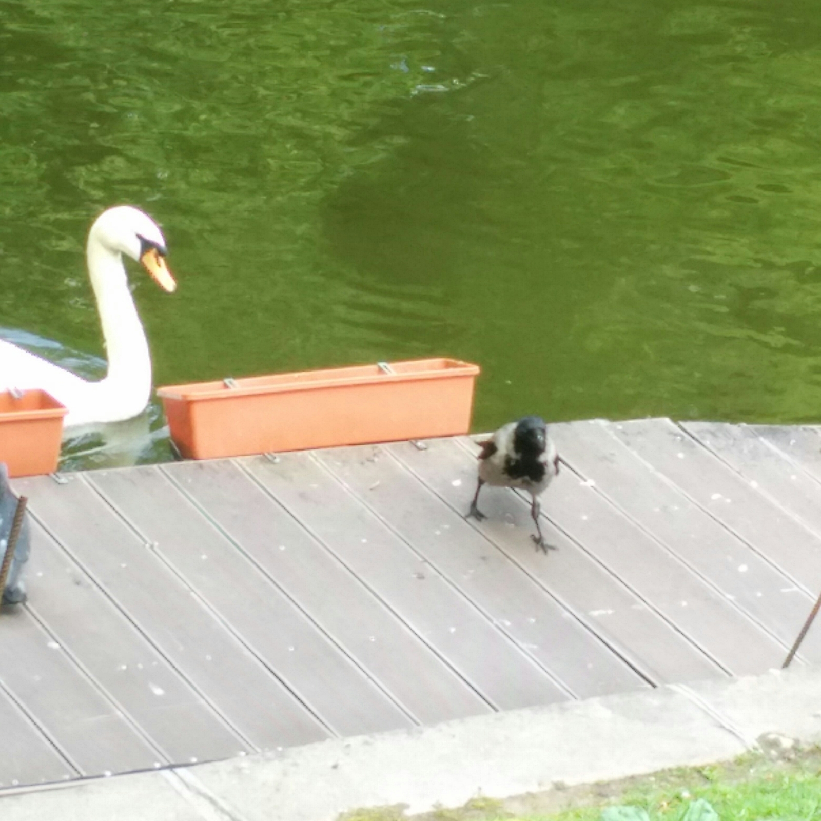 Caught red-handed) - My, Saint Petersburg, Birds, The park, Longpost, Theft