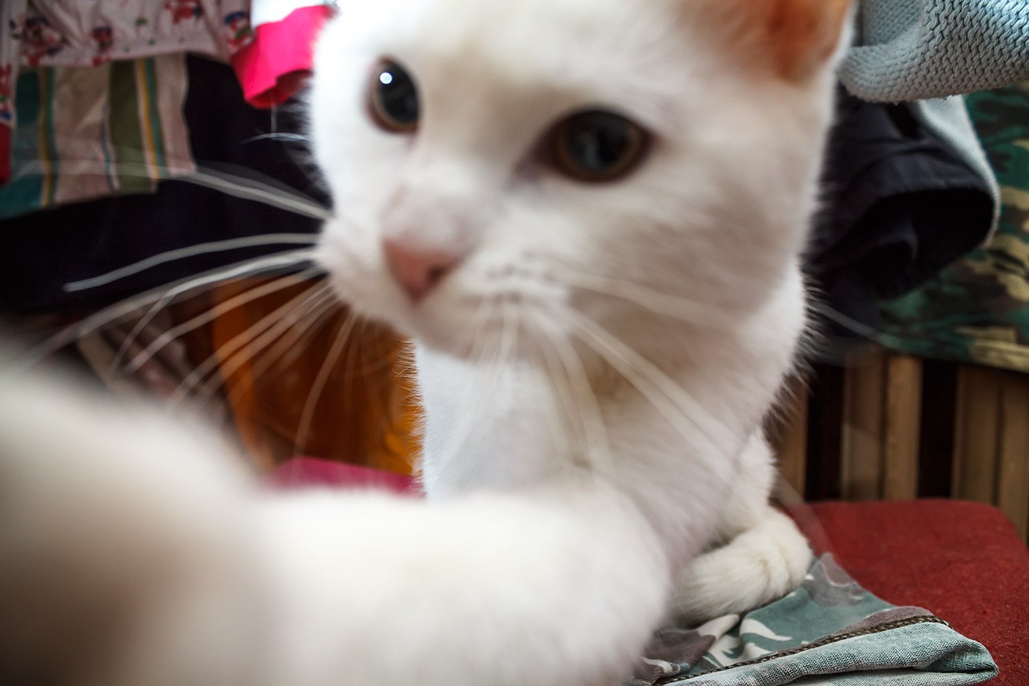 Когда забыл покормить кота. | Пикабу