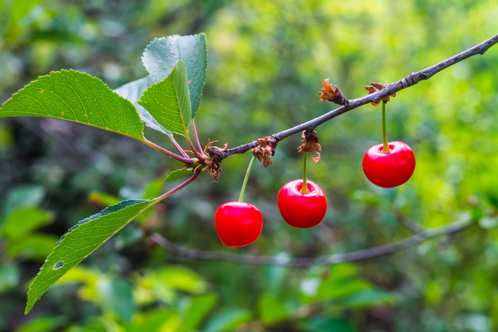 Cherry - My, Photo, Samsung nx, Nature