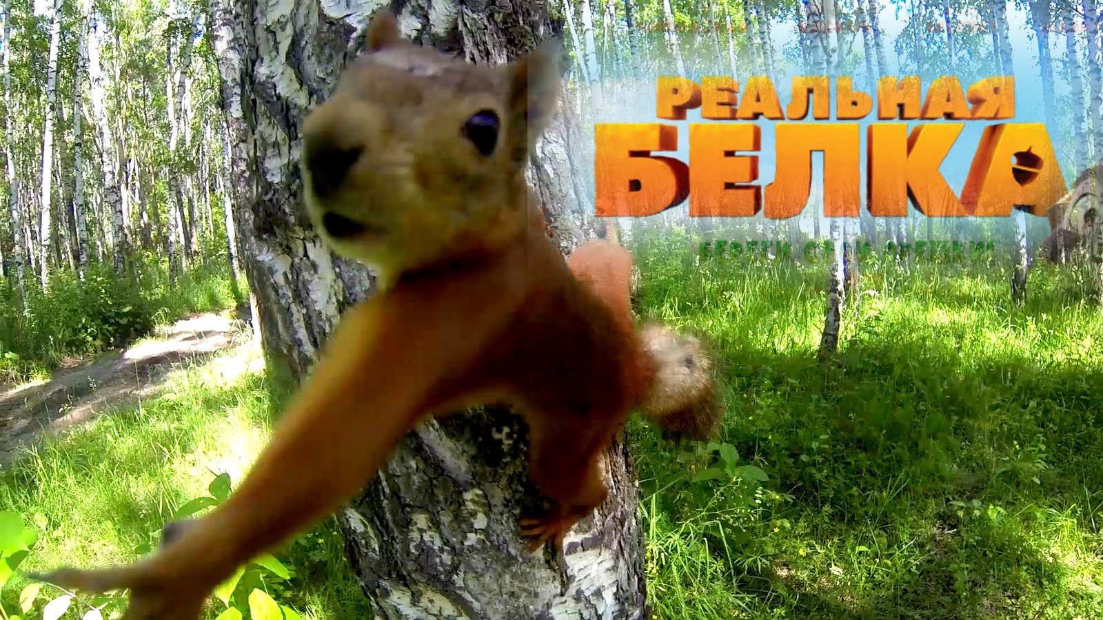 Семки есть ? | Пикабу