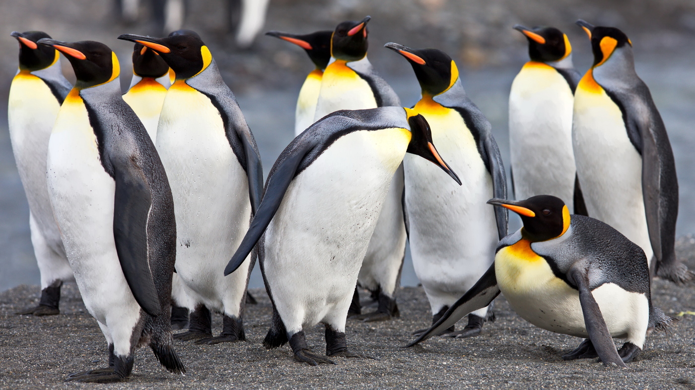 Пингвины Южная Георгия