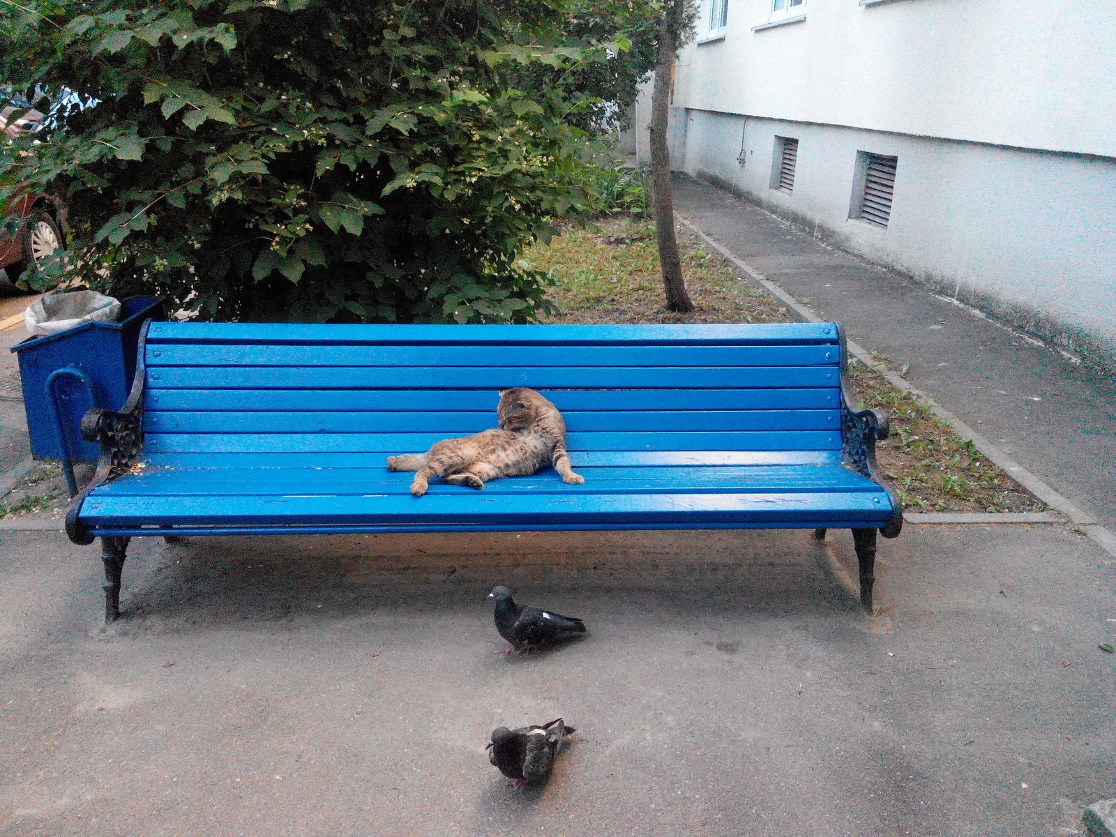 King and servant =) - My, cat, Courtyard, Morning, Humor, Edaryad, Tsar, Minsk