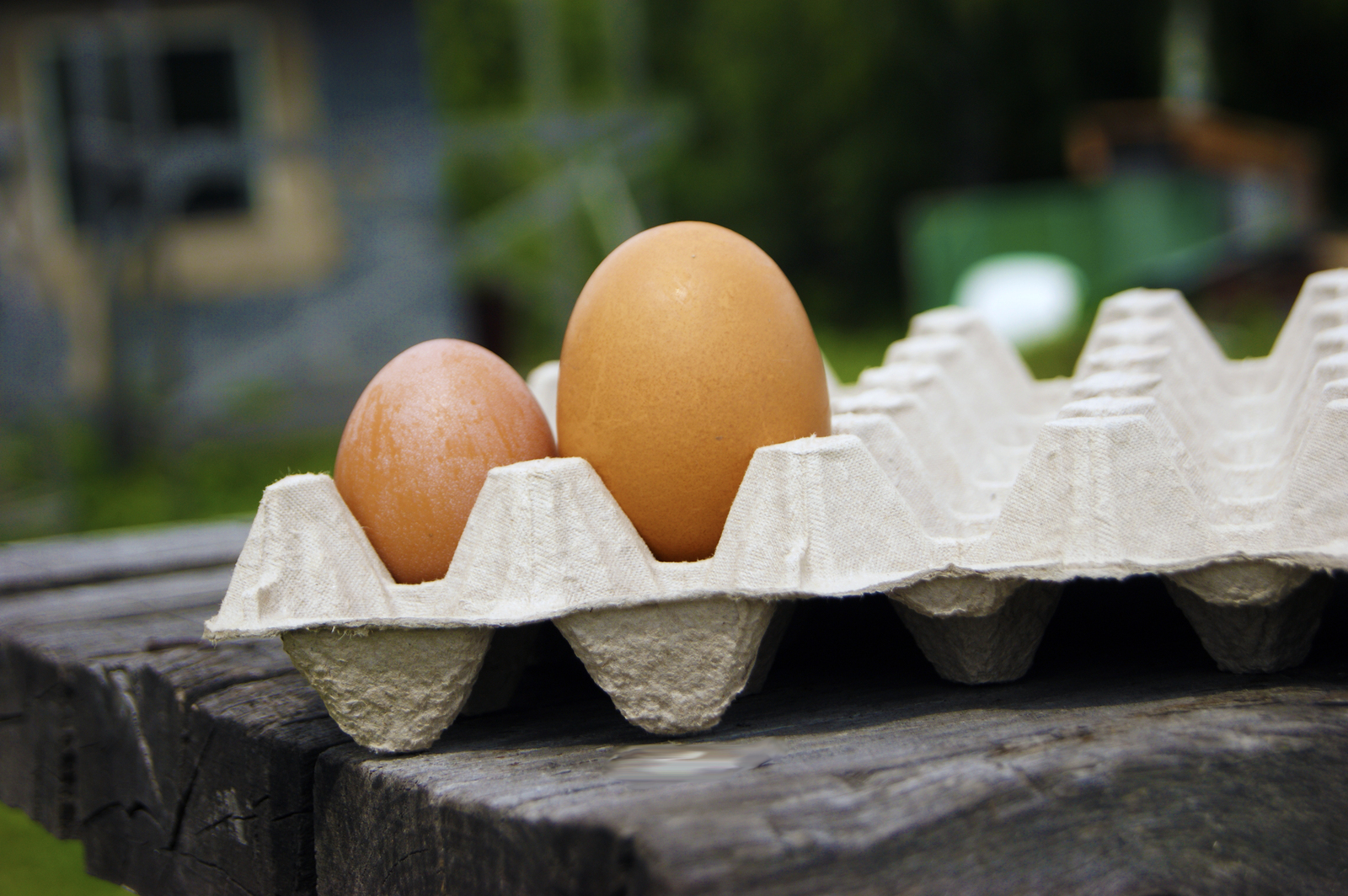 Два желтка примета. Двухжелтковые яйца. Яйцо с 2 желтками. Поверхность скорлупы. Двухжелтковое яйцо два птенца.