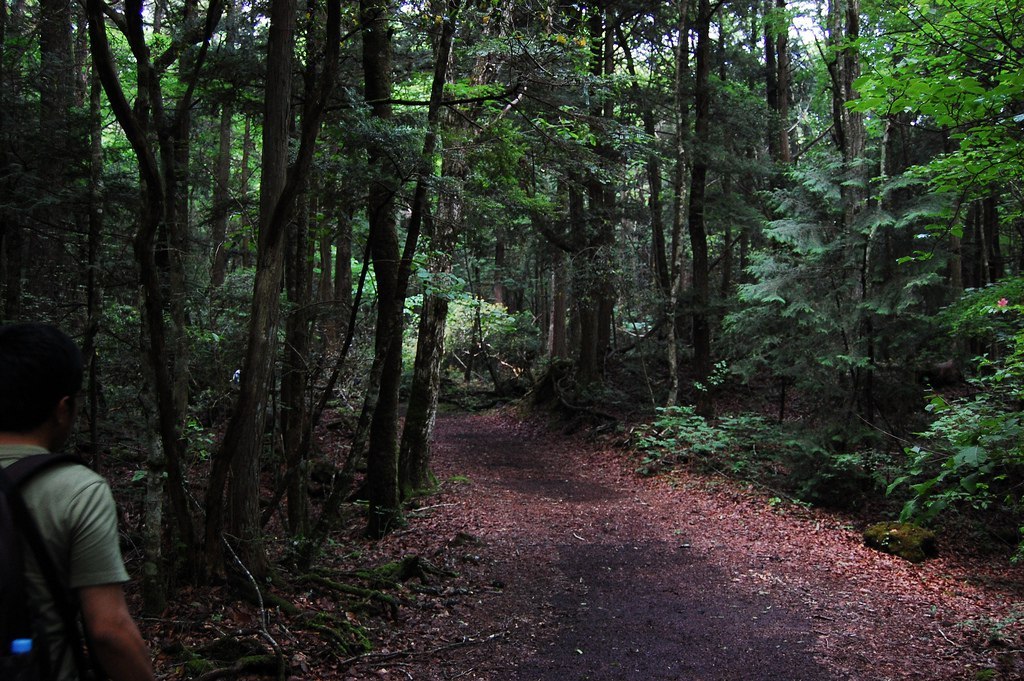 Аокигахара, Япония – лес самоубийц, фото, фильм, смерти, как добраться, отели рядом на поддоноптом.рф