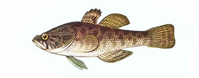 Ротан - рыба паразит | Пикабу