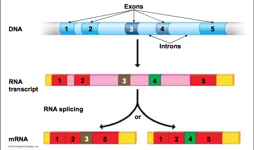 Molecular biology. Continuation. Part 2 - My, The science, Biology, Genetics, Longpost