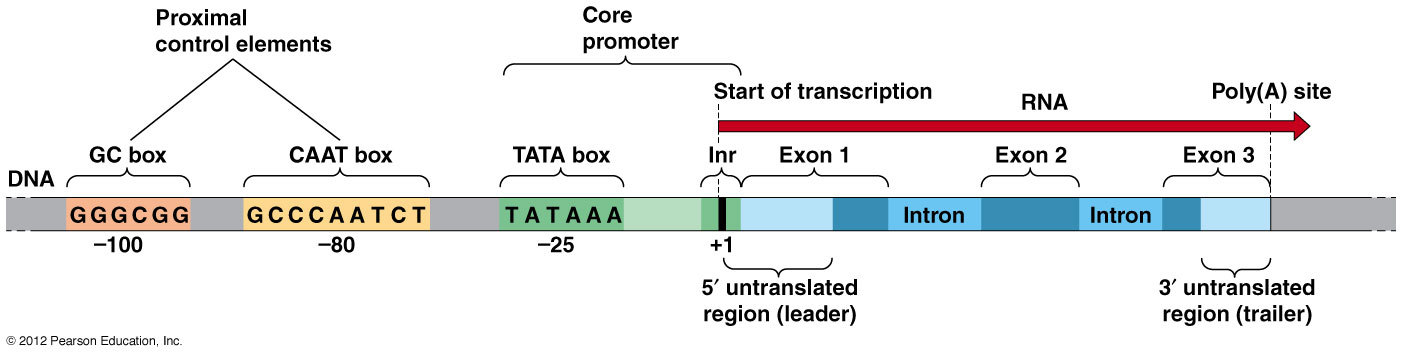 Molecular biology. Continuation. Part 2 - My, The science, Biology, Genetics, Longpost