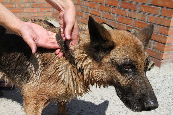 In Rostov, a dog was rescued after waiting for help for two weeks on an island in the middle of the river - Dog, Ministry of Emergency Situations, The rescue