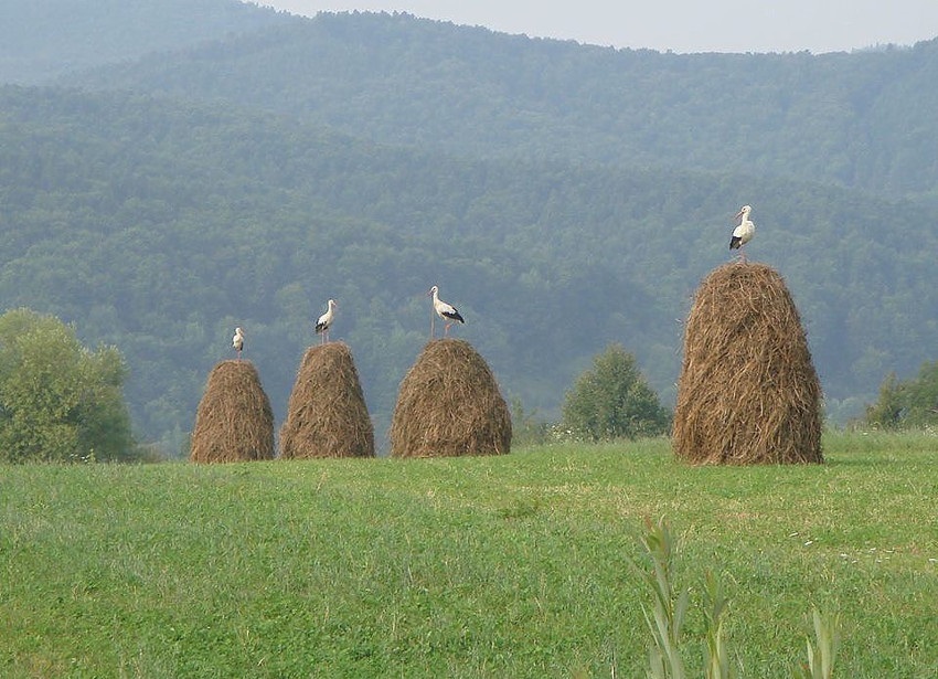 Собрание - Фото, Животные, Сено, Птицы