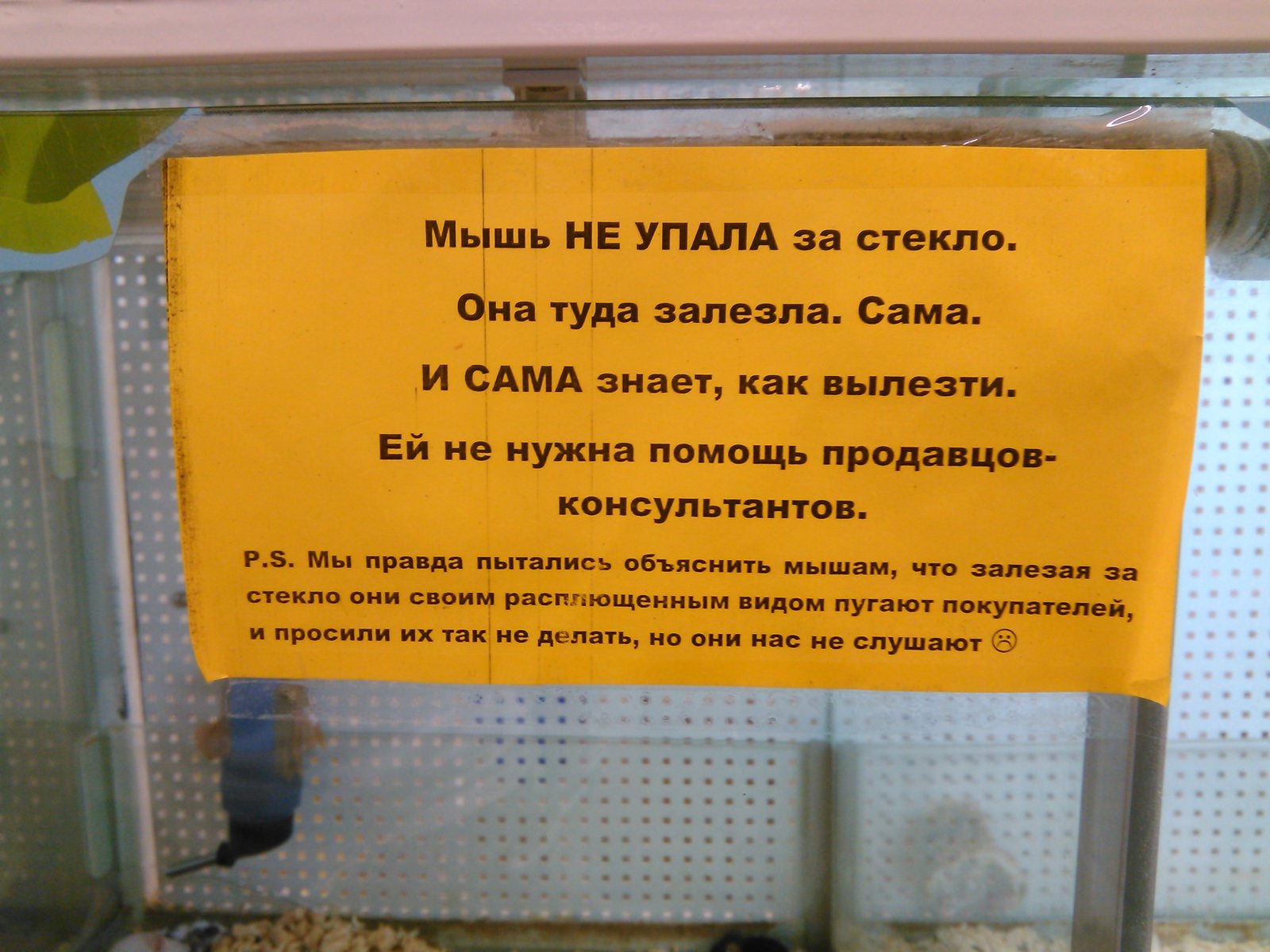 When there are very compassionate customers in the pet store) - My, Animals, Kindness, Yekaterinburg, Hamster