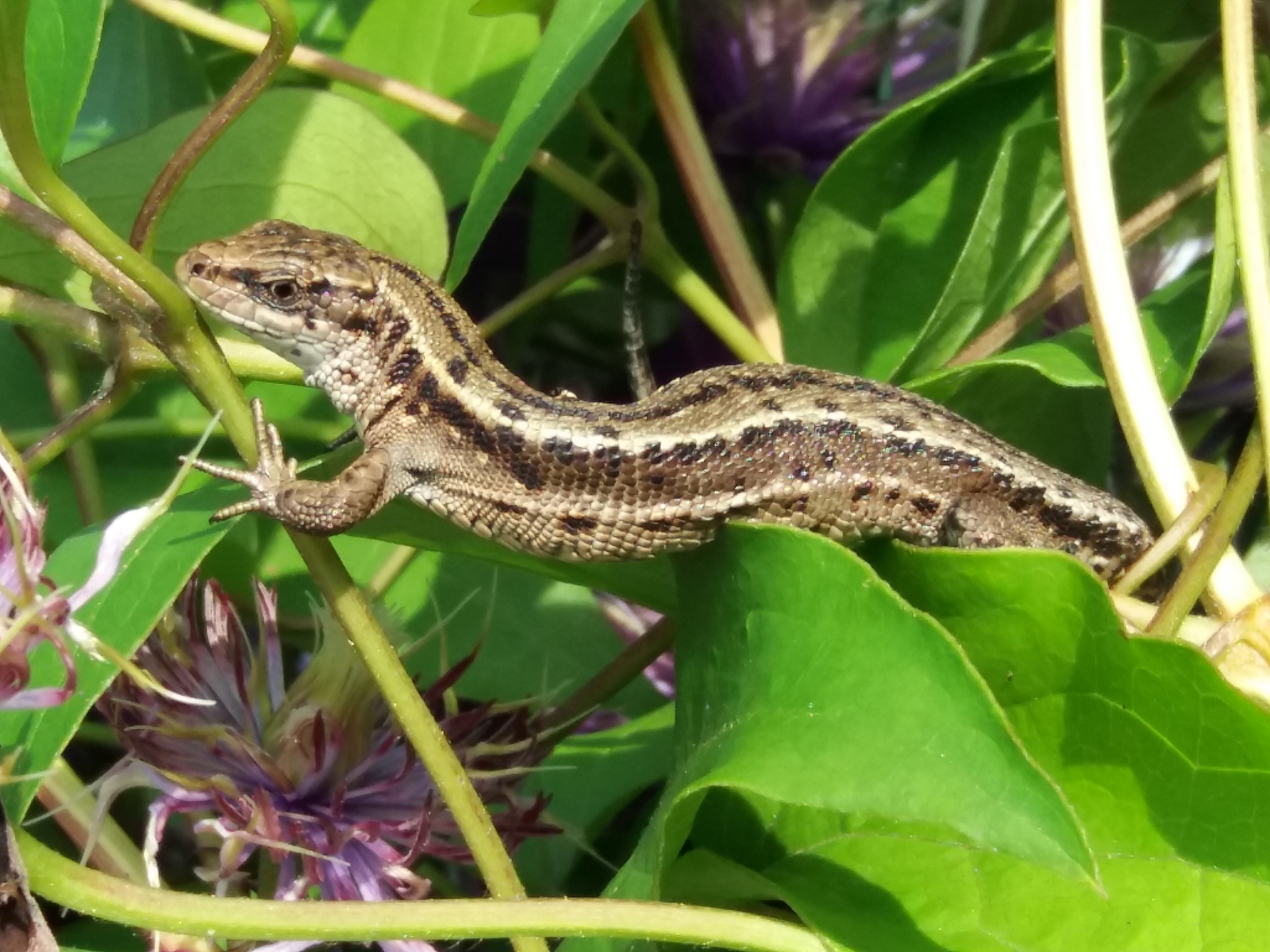 Ящерка позирует | Пикабу