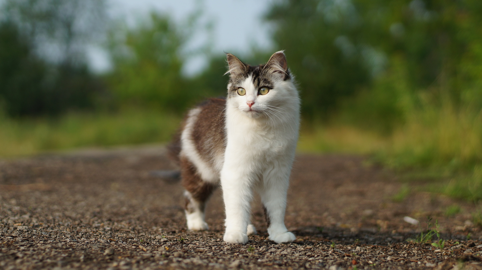 Котография | Пикабу
