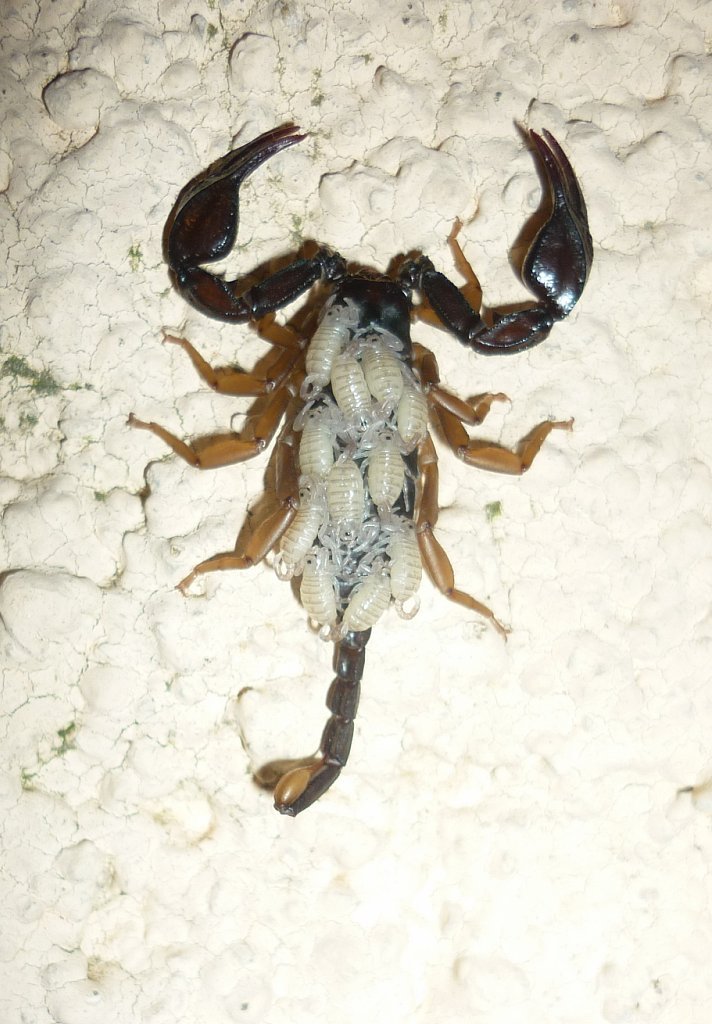 dad scorpio - My, Young, Scorpion, France