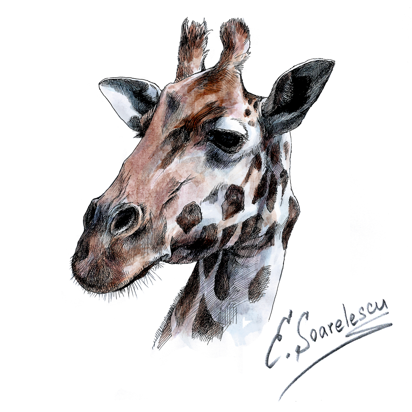 Жираф лось. Африка рисунок карандашом. E. Soarelescu.