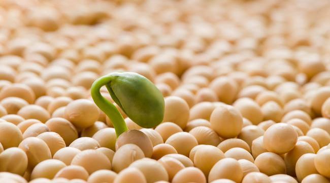 Ah, that soy! - My, Preparation, Bon Appetit, Recipe, Soy milk, Tofu, Longpost, My