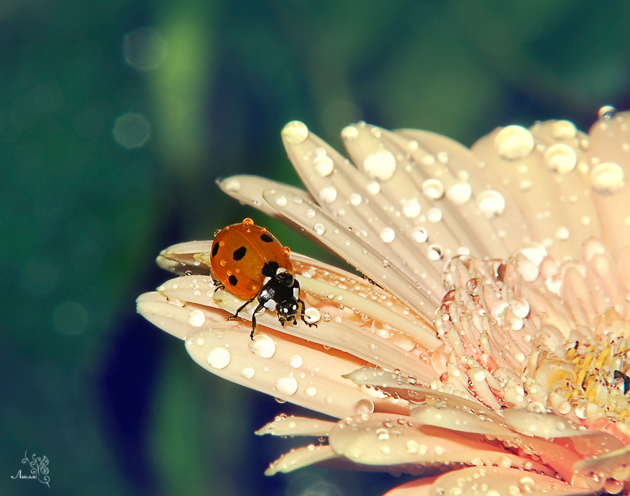 Wet - Wet, Droplet, The photo, Photo, Longpost