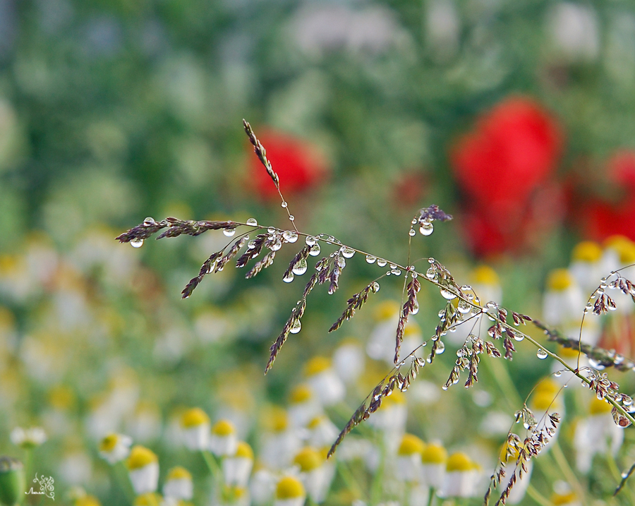 Wet - Wet, Droplet, The photo, Photo, Longpost