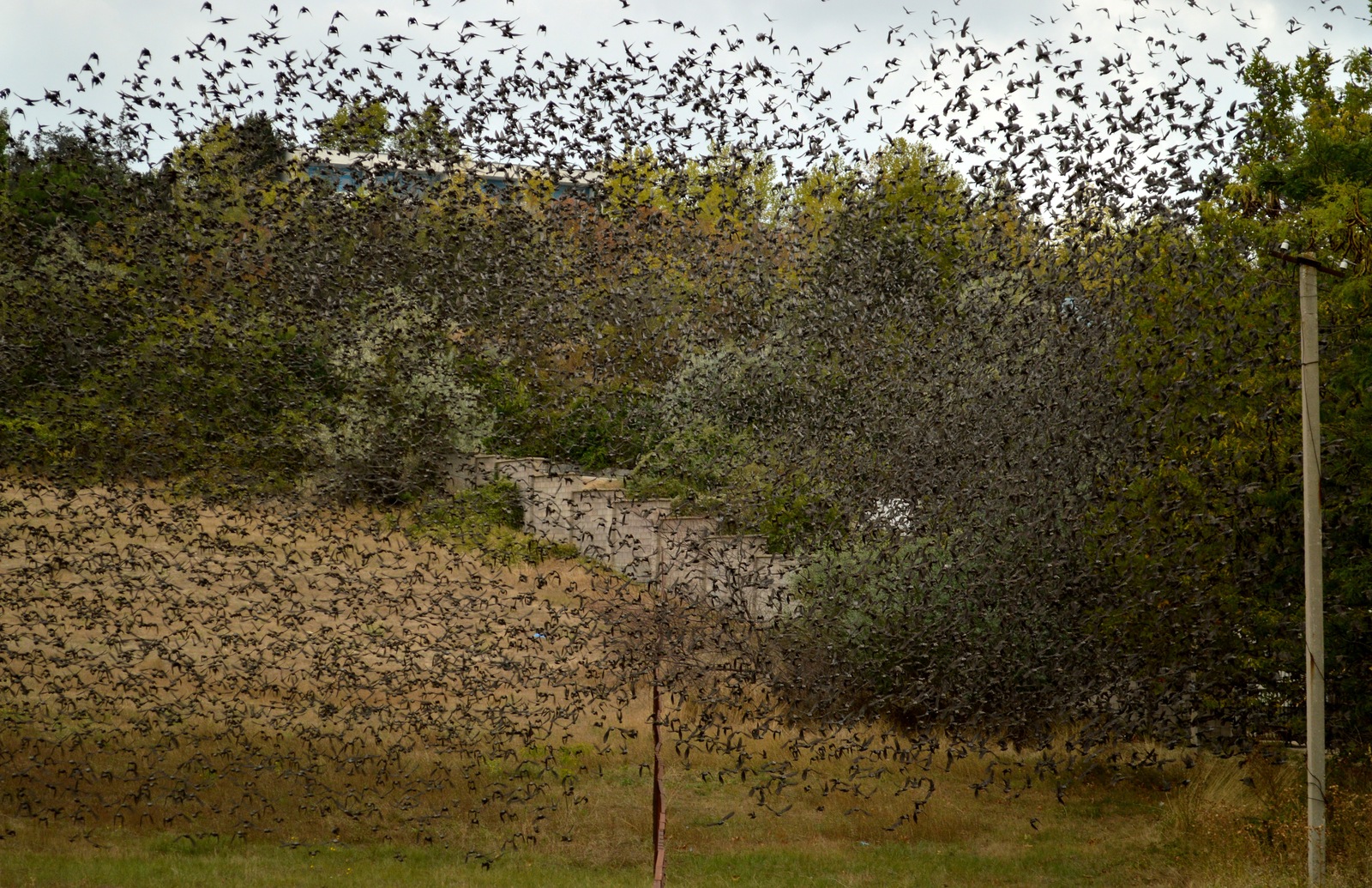 A few more starlings in your feed - My, Birds, Starling, Flock, The photo, My, Longpost