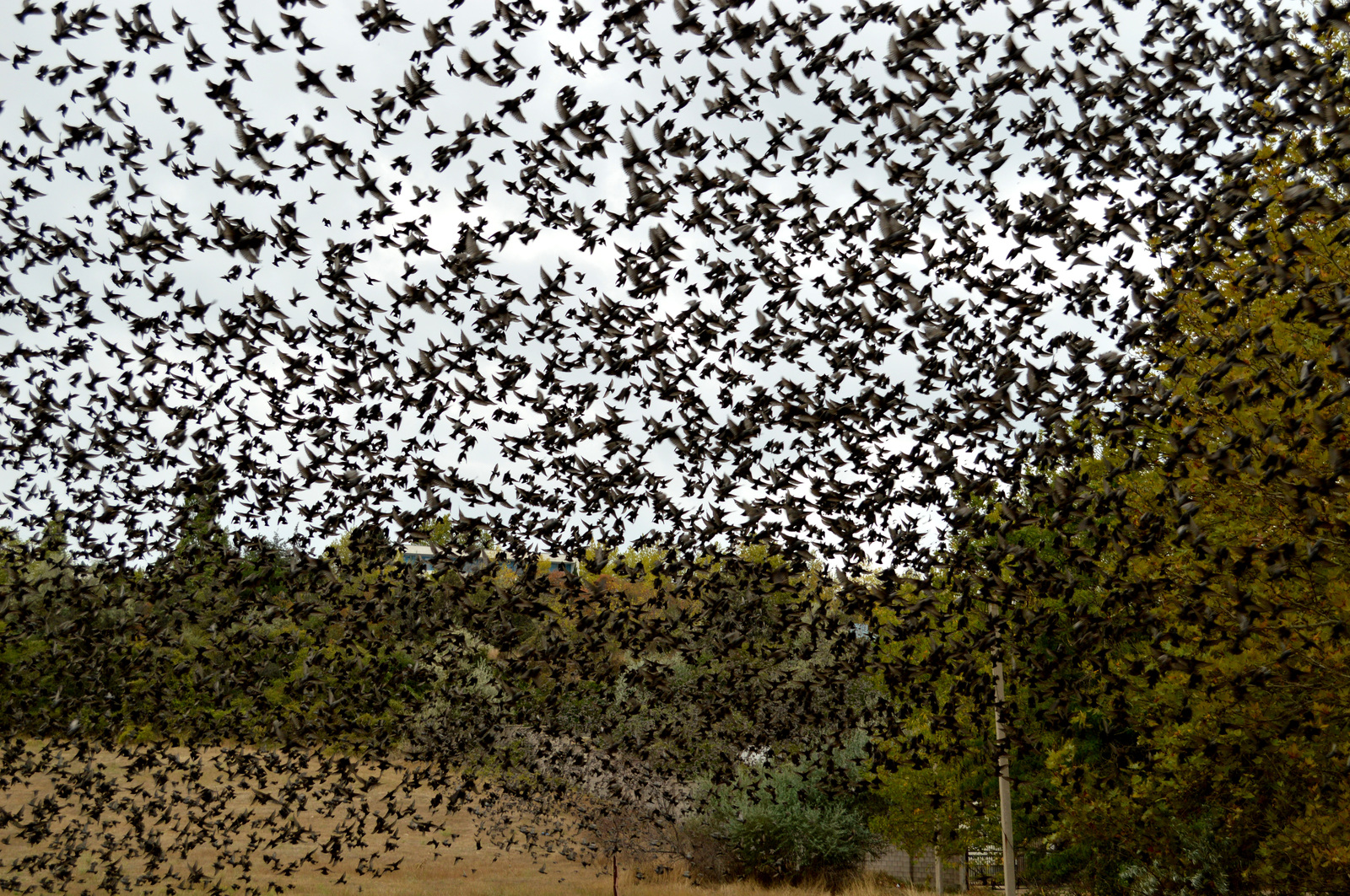 A few more starlings in your feed - My, Birds, Starling, Flock, The photo, My, Longpost