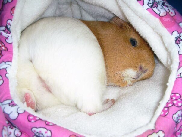 The most erotic guinea pig I have ever seen - NSFW, Erotic, Guinea pig, Booty, Without registration and SMS