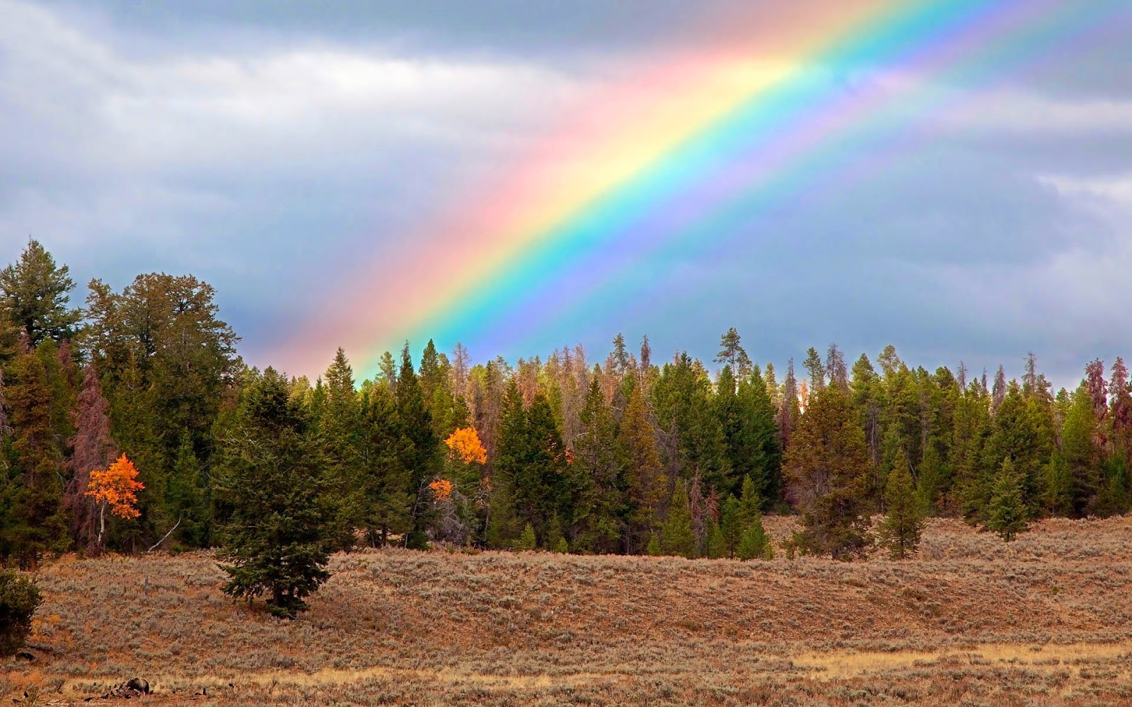 Rainbow | Пикабу