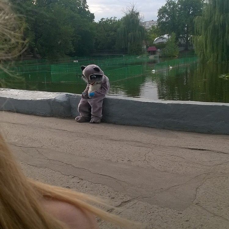 When you are a raccoon at +32 - Saratov, The park, Raccoon