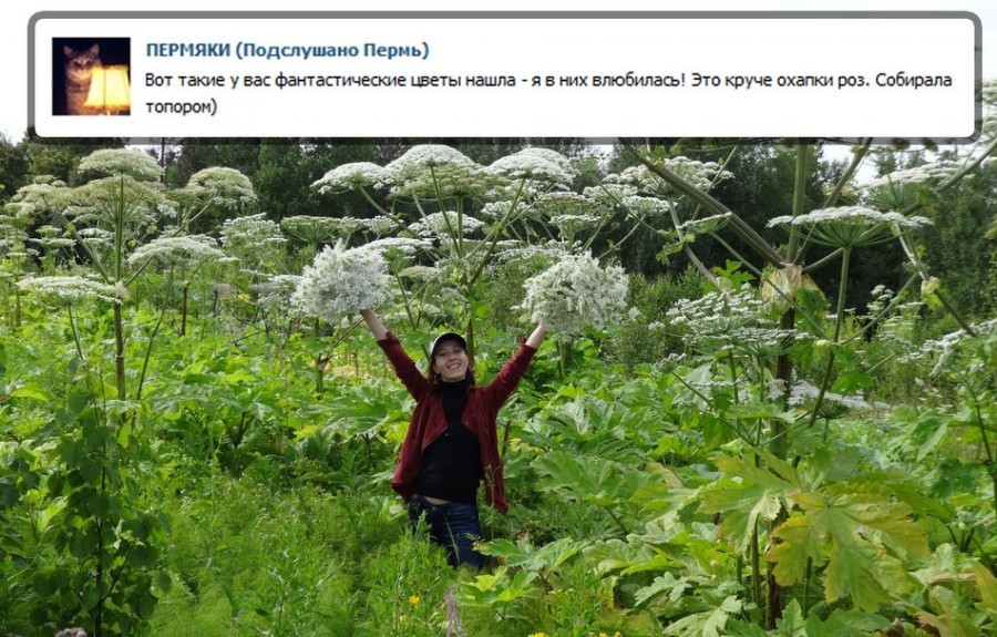 Hogweed brain - Story, Hogweed, Family