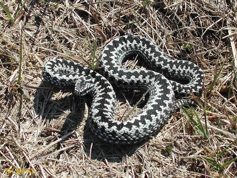 Змеи Средней Полосы Фото