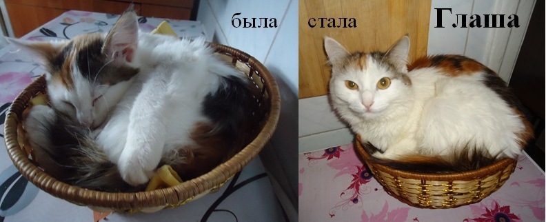 Favorite basket - My, Catface, Increased, cat