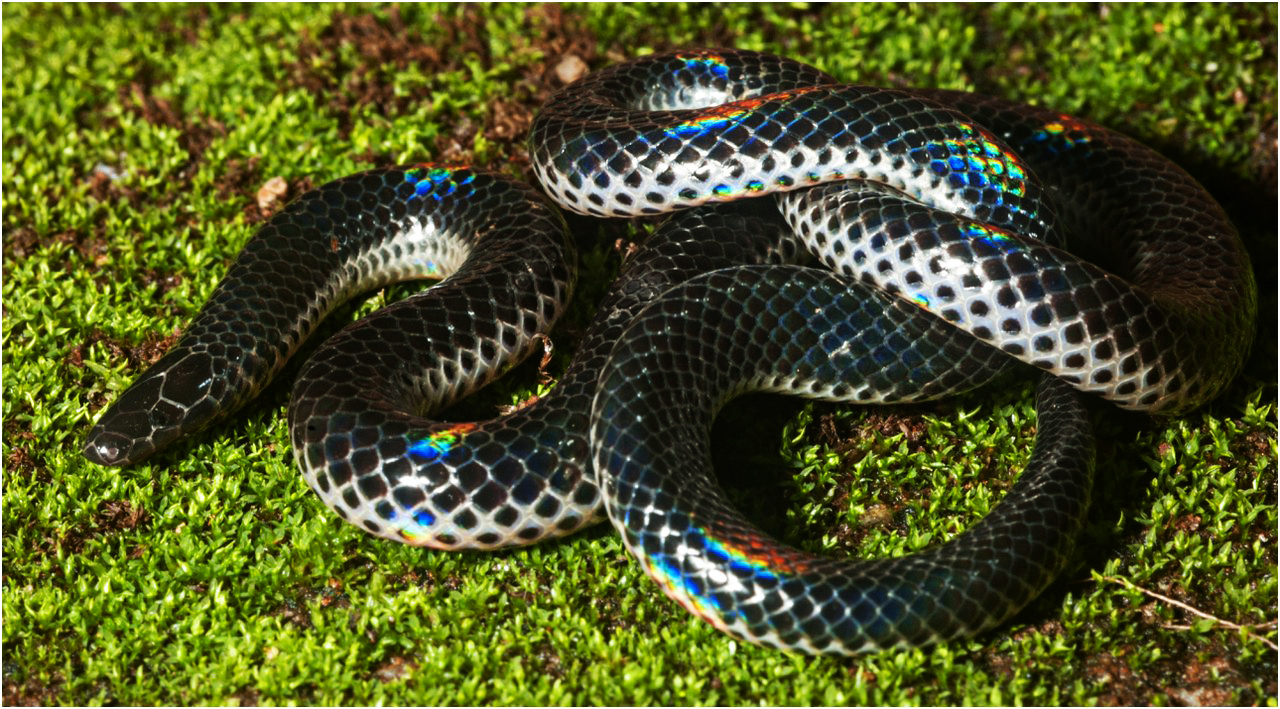 змеи виды змей фото и описание | Дзен