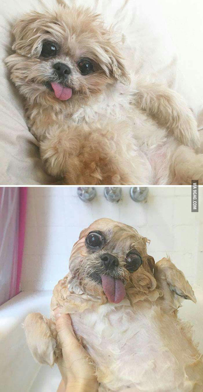 Sunday and Monday - 9GAG, Animals, Dog