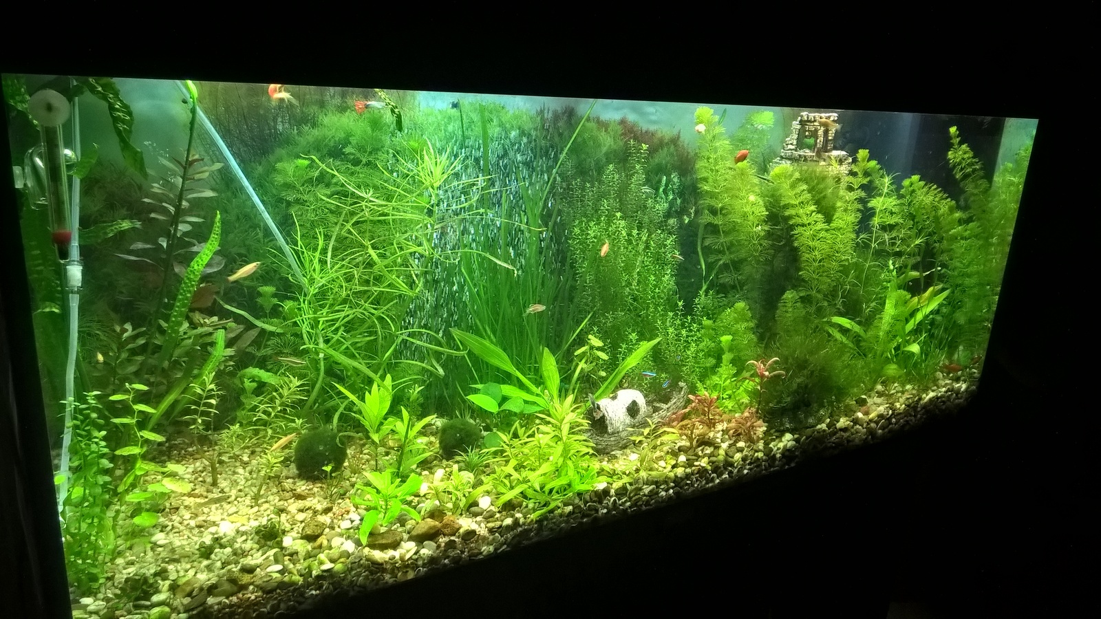 My aquarium - My, Aquarium, Aquascape, My, Aquarium fish, Longpost