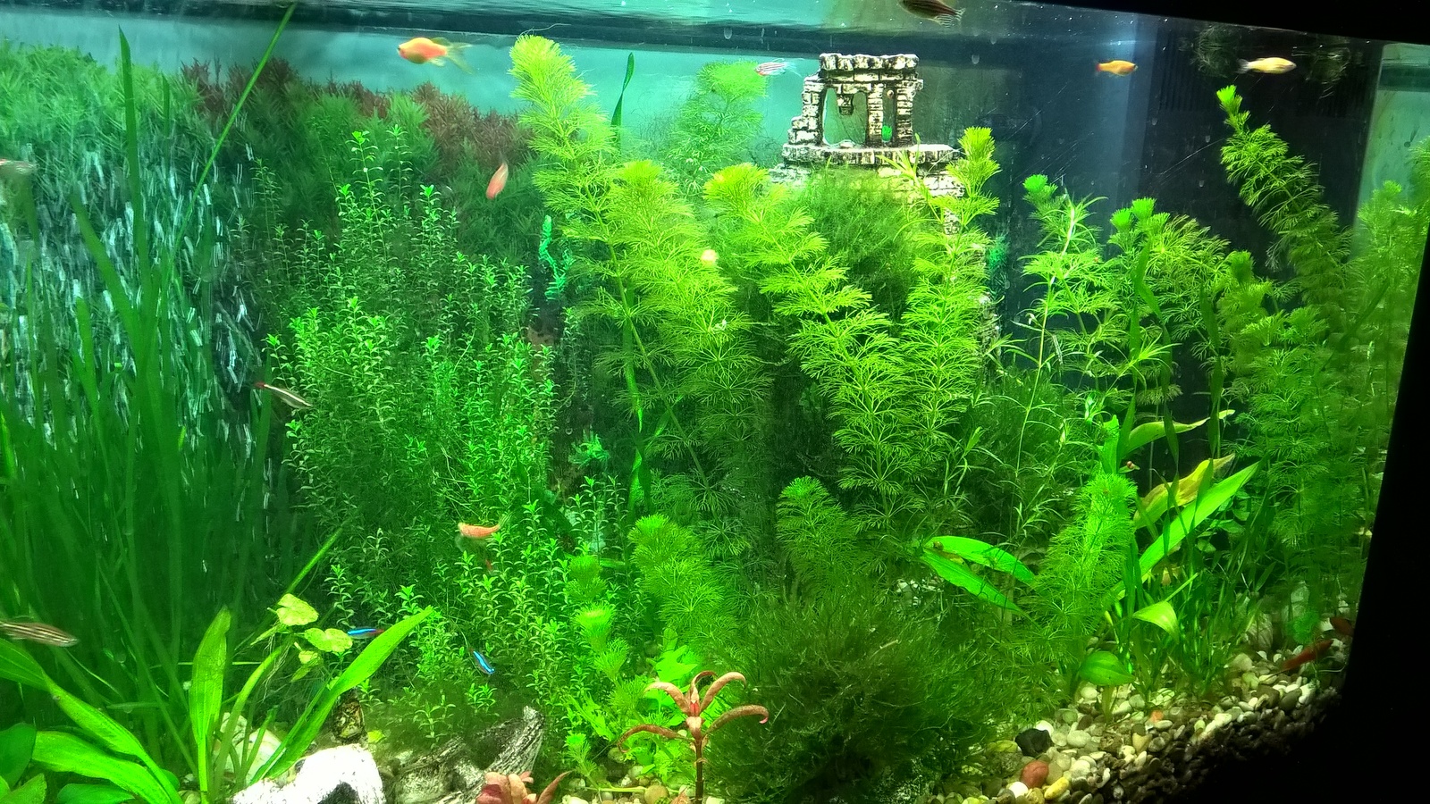 My aquarium - My, Aquarium, Aquascape, My, Aquarium fish, Longpost